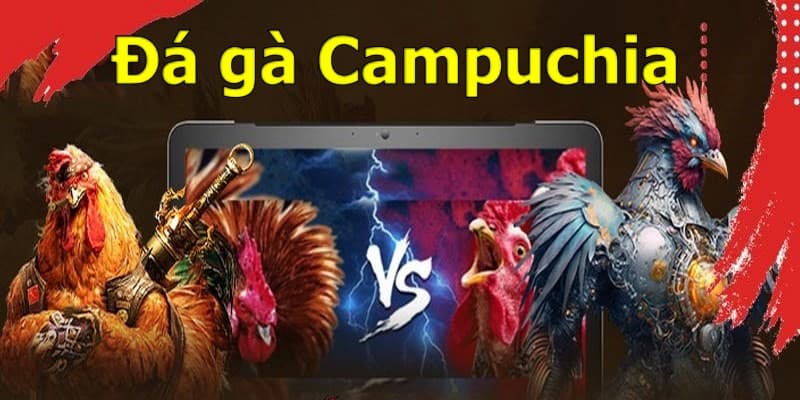 Đá Gà Campuchia Siêu Kịch Tính, Xem Live Tại KM88