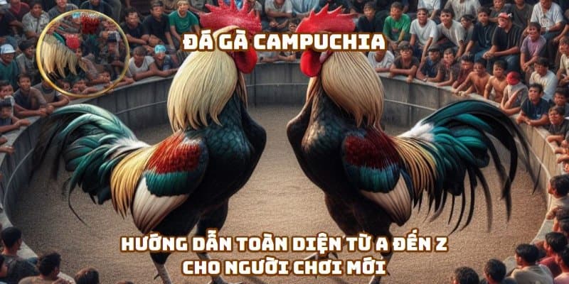 Đá gà Campuchia loại hình giải trí cá cược trực tuyến kịch tính và hấp dẫn trên KM88