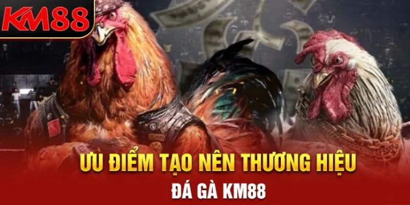 Mách bạn các hình thức giải trí độc đáo tại sảnh đá gà KM88