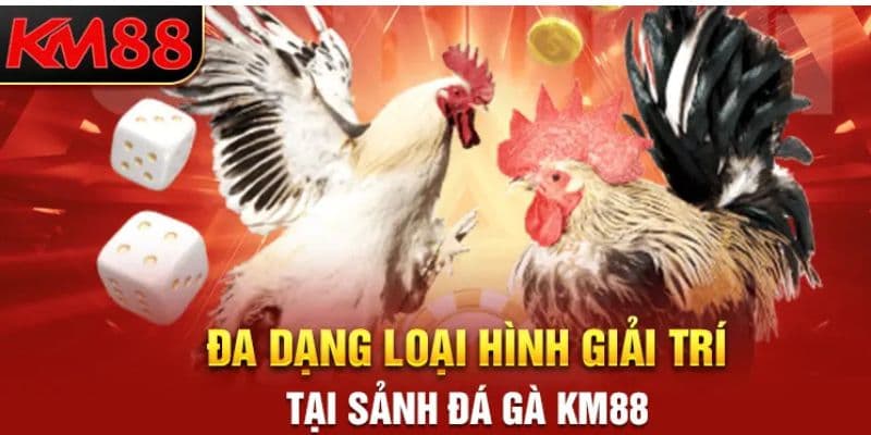 Những yếu tố vàng đã tạo nên thương hiệu vang danh cho đá gà KM88